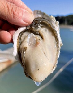 【生食用】【S～Mサイズ】三重県産 殻付 浦村かき 牡蠣 70個