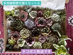 多肉植物寄せ植えセット④韓国苗 カット苗