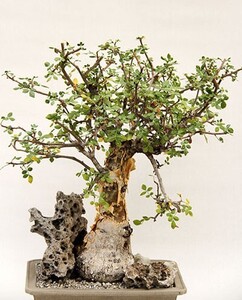 Bursera fagaroides ブルセラ ファガロイデス 種子 50粒