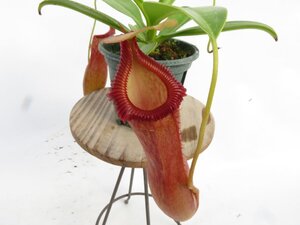 【最新★オリジナル実生】N.edwardsiana #51 Porling Ranau × ventricosa SV-10 2.5号【現品限り】ネペンテス 食虫植物_17194