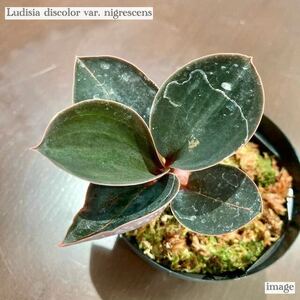 ルディシア ディスカラー ニグレスセンス (ジュエルオーキッド 宝石蘭 Ludisia discolor var. nigrescens)