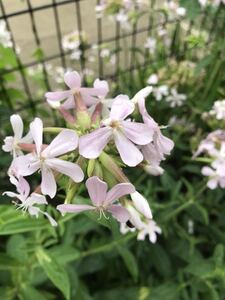 花の種☆ソープワート☆シャボンソウ☆②多量☆薄ピンクの花が丸くまとまって咲いて可愛い☆葉をもむと泡立ちます☆子供さんとのお遊びにも