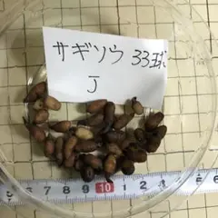 サギソウ　球根　33球　青葉種　自然種　消毒済み