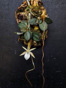 ★洋蘭★原種★Angraecum curnowianum★アングレカム カーノウィアナム★山野草★着生蘭★小型種★葉っぱはキラキラ★根っこはデコボコ★