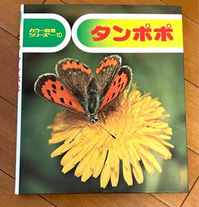 タンポポ　カラー自然シリーズ１０　文　七尾純　　写真 赤石沢康彦ほか　偕成社　