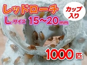 レッドローチ L サイズ 15～20mm 1000匹 カップ入り 生餌 爬虫類 両生類 肉食熱帯魚 小型哺乳類 エサ 活餌 [3417:gopwx]