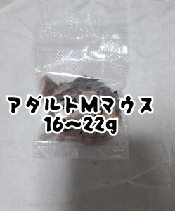 小分け 国産冷凍マウス Mサイズ 6匹 16〜22g 爬虫類 猛禽類の餌 アダルトマウス