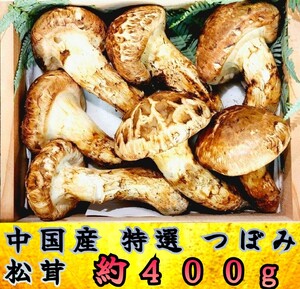 中国産 L~2L特大【天然 つぼみ 松茸 400~450g】 4~8本 土瓶蒸 松茸ご飯 残暑見舞い 還暦祝 誕生日祝 敬老の日 新築祝 喜寿 御供 秋の味覚