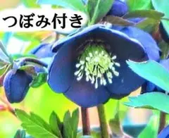 ミヨシ:クリスマスローズ【ブラックパール】苗 コバルトブルー 黒紺 藍色 開花