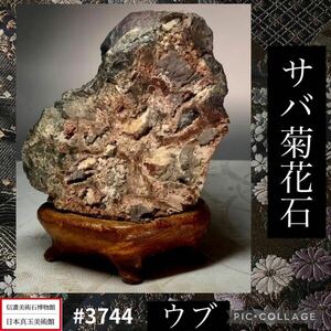 【信濃美術石博物館】水石 盆栽 サバ菊花石 ウブ 横12×高15×奥行9(cm) 1.2kg骨董盆石古美術鑑賞石観賞石太湖石中国古玩 3744