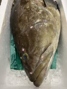 クエ アラ 約１４～１６kg くえ 幻の魚 超高級魚 刺身 鍋 塩焼き 御歳暮 お祝い 贈り物