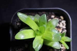 Haworthia /バルバ錦　ハオルチア　