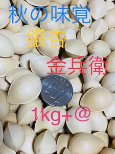 ■金兵衛■銀杏 茨城県産 1kg+@