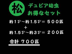 【マルマツファーム 〈養虫園〉】　合計７００匹　(約１㌢～約１.５㌢＝５００匹 ＋ 約１.５㌢～約３㌢＝２００匹 )　デュビア 幼虫