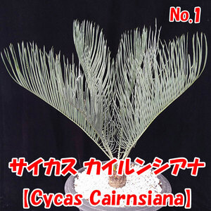 【サイカス カイルンシアナ】Cycas Cairnsiana　ブルーリーフ★ソテツ★塊根植物　コーデックス★　CITES証明書付　No.1