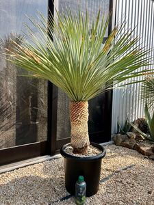 ユッカ ロストラータ Yucca rostrata タイ産 太株