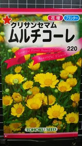 ３袋セット ムルチコーレ クリサンセマム 種 郵便は送料無料