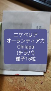 エケベリア　オーランティアカ, Chilapa チラパ　種子15粒