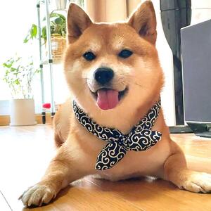 唐草模様 いぬ 首輪 和柄 ネイビー 犬 犬用 犬用首輪 犬首輪 イヌ おしゃれ かわいい シュシュ リボン からくさ模様 和柄