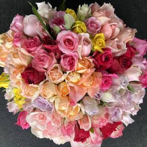 短めバラ 《切り花 生花 》おまかせMIX　20㎝100本　産地直送！鮮度抜群！　花束　薔薇　ブーケ　たっぷり100本のバラ