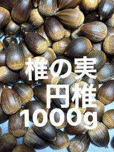 椎の実　1000g ツブラジイ