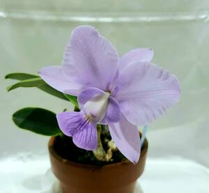 【洋蘭原種】◆◇C.walkeriana fma. coerulea 