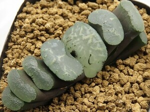 ■[W035]Legend Blue　レジェンドブルー【多肉植物　Haworthia　ハオルチア　ハオルシア】