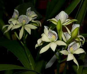 ●◆【洋蘭原種】◆● Encyclia. radiata (JP/Select) 開花サイズ大株