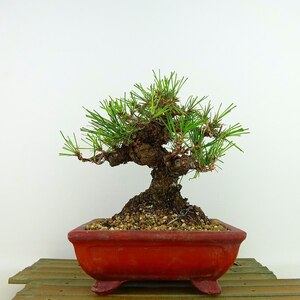 盆栽 松 黒松 樹高 約16cm くろまつ Pinus thunbergii クロマツ マツ科 常緑針葉樹 観賞用 小品 現品