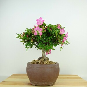 盆栽 皐月 鶴翁 樹高 約18cm さつき Rhododendron indicum サツキ 赤 ツツジ科 常緑樹 観賞用 小品 現品