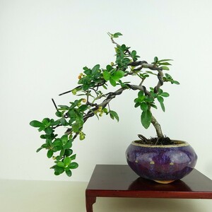 盆栽 ピラカンサ 樹高 上下 約20cm Pyracantha 実 オレンジ バラ科 常緑樹 観賞用 小品 現品