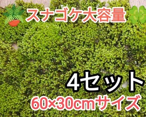 スナゴケ大容量60×30cmサイズ×4セット・グランドカバー