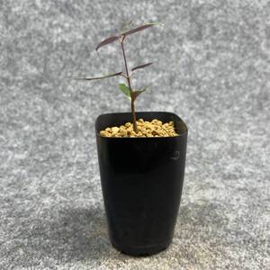 【鉢ごと発送】ペトペンチア ナタレンシス / Petopentia natalensis /【実生】/ 2号鉢 / 【現品】24-7-23-14