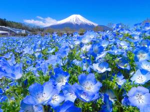 世界遺産 富士山とネモフィラ畑2 写真 A4又は2L版 額付き