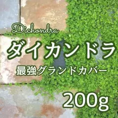 【最強グランドカバーの種】ダイカンドラ 花の種子 200g！緑肥 芝生代用