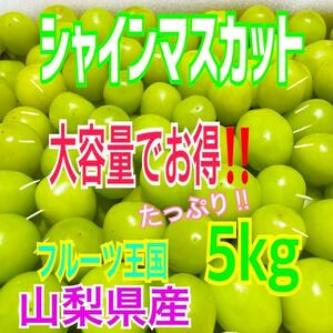 sg96 SALE 山梨県産　シャインマスカット　粒　箱込み5kg