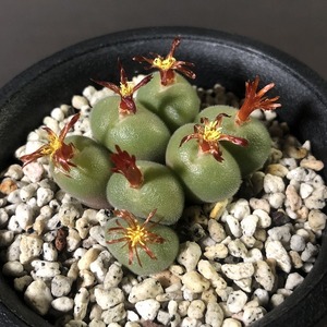 ドン・ジュアン　SH　hyb.”Don Juan”　　 コノフィツム 　Conophytum 　多肉植物