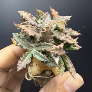 XX203 ユーフォルビア トゥレアレンシス Euphorbia tulearensis 実生株 多肉植物 塊根あり 希少種 マダガスカル原産 コーデックス 