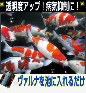 池の水がきれいになります【ヴァルナ池用】病原菌や感染症など有害物質を強力抑制！透明度が抜群に！池に入れるだけで５００トン浄化します