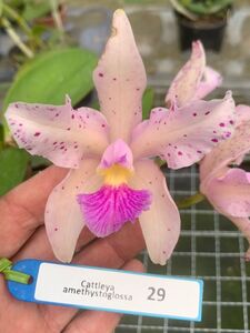 C. amethystoglossa amesiana select #1