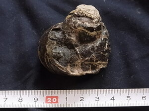 日本の化石　オオタニシ　９６１４　U１0４