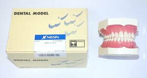 歯科 模型 ニッシン 複製歯牙着脱模型 12FE-A.A.2 顎模型 NISSIN マネキン 歯科衛生士 技工 資料 ペリオ 説明 2