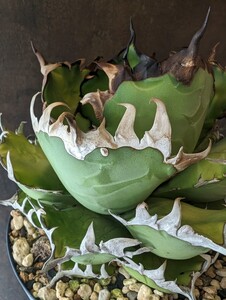 【AGAVE TITANOTA Dennis Black Spine】台湾株　アガベ　チタノタ　子株