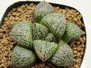 ■[Y042]ムーンチャイルド×前人未踏　実生　未繁殖　ヤマト運輸 【多肉植物　Haworthia　ハオルチア　ハオルシア】