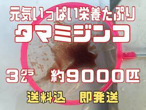 自家培養の元気いっぱい栄養たっぷりのタマミジンコ３㌘約９０００匹以上 メダカ等の餌に