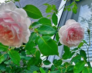 四季咲きバラ、ピンク〜白色、つる性シュラブ、耐陰性、耐寒、耐暑性強い、棘少ない、白ポットごと