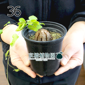 【現品】アフリカ亀甲竜 3号 黒鉢（36）Dioscorea elephantipes