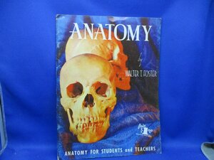 洋書「anatomy walter t.foster 」　体の構造, 組織　描き方　HOW TO DRAW ART BOOK　50204