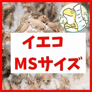 MSサイズ 【150匹＋20%増量 】送料込み1000円 イエコ　ヨーロッパイエコオロギ　送料無料　