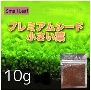 種から育てる水草　アクアリウム　水草の種【小さい葉】10g